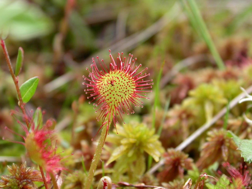 sundew plant plants nature mighty insects sticky tempts drops its